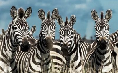 17 – 21 JANVIER 2024